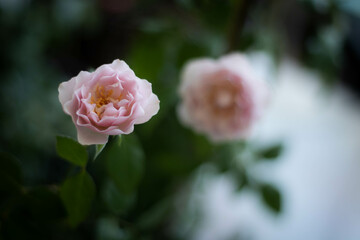 Garden roses, pretty roses, camellias, winter flowers with their petals aligned like a princess skirt. There are many colors from white, pink to irresistible crimson.