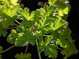 Geranium fragrance Attar of roses, scented-leaved pelargonium, rose-scented pelargonium, pelargonium perfume, on black background