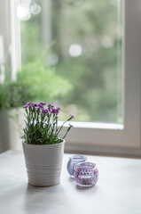 Small dianthus flowers, called pink kisses in the white pot and candle holders of pink and violet colors on the background of the window and asparagus on the windowsill.