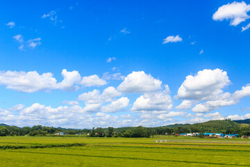 北海道むかわ町、鵡川流域の田園風景【8月】