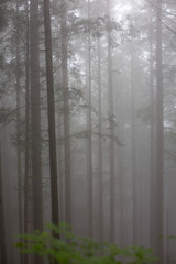 Fototapeta na wymiar fog in the forest with pinetrees