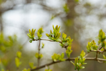 Young, succulent leaves of boxwood, green defocus background. Evergreen Garden, selective focus