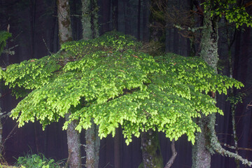 tree in the forest