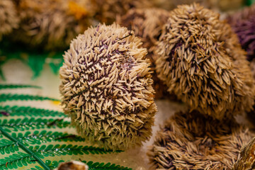 Fresh sea urchin (Paracentrotus lividus) with spikes in the municipal market of Vigo (Spain), selective focus.