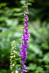 close up of a flower