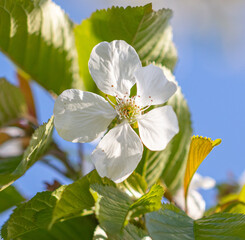 Flowers on a cherry tree on a background of blue sky.