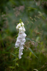 flowers in the forest
