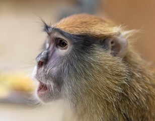 Monkey portrait in the zoo.