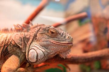 Portrait of a chameleon in the zoo.