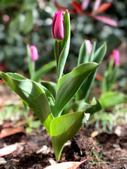 Paarse tulp - Tulip