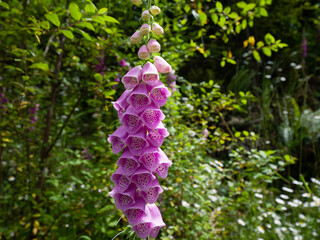 flowers in the garden