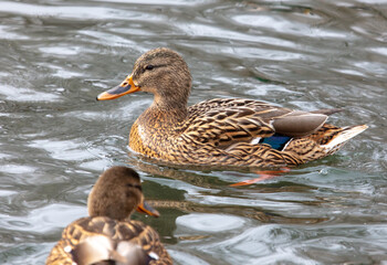 Duck swims in a pond