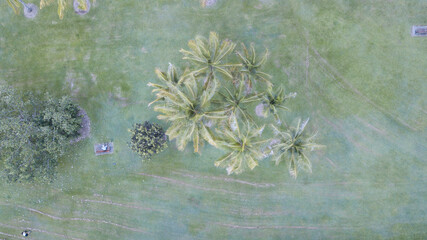 flowers in the forest