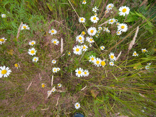 field of daisies