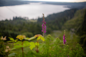 flower in the mountains