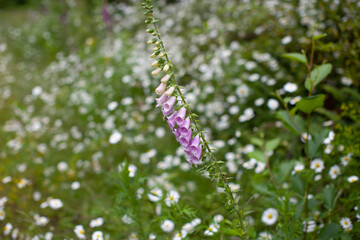 butterfly on a flower
