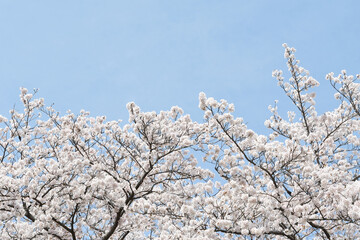 桜の花
