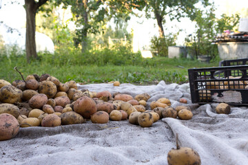 Planting potatoes, heap of ripe potatoes. Harvest of potatoes