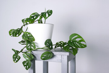 Monstera Monkey Mask or Obliqua or Adansonii leaves. Home plants in white pot. Minimalism and scandi style concept, urban jungle and garden room. White and grey background.