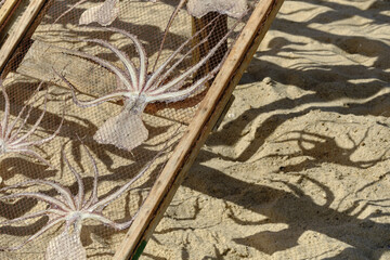 sun-dried octopus on wooden racks on the beach in Nazaré, Portugal