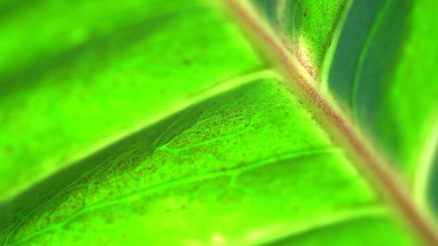 Extreme texture of green leaf veins in close-up with blurring at the edges. Bright light.
