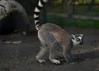 lemur in a cage in the park © Dmitrii