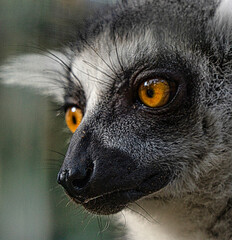 lemur in a cage in the park