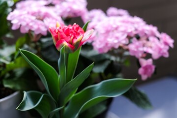 Fototapeta premium 庭に咲いたチューリップ