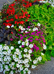 biało-różowe kwiaty petunii (Petunia ×hybrida) i czerwona begonia, kolorowe kwiaty letnie © kateej