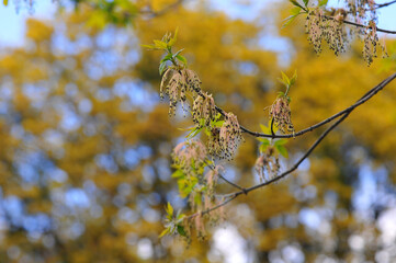Seeds in hanging earrings of maple tree blooming on the background of  bohen blue sky and trees in springtime . Season of nature awakening. Botanical plants outdoors photo