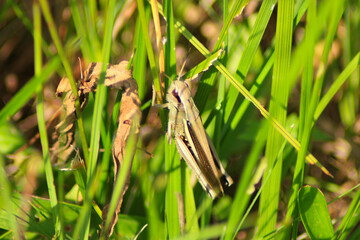 Grasshopper