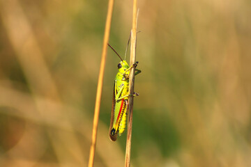 Grasshopper