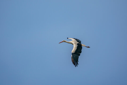 White Stork (Ciconia ciconia) with open wings in the sky