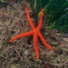 Mediterranean red sea star (Echinaster sepositus)