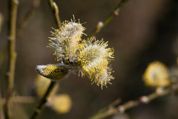 Goat willow, Salix caprea or pussy willow, male catkins blossoming in springtime, close-up view