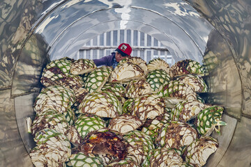 Oven full of agave ready to start steaming it