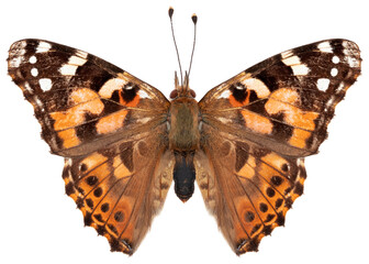 Vanessa cardui butterfly specimen