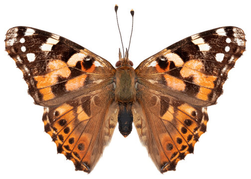 Vanessa cardui butterfly specimen