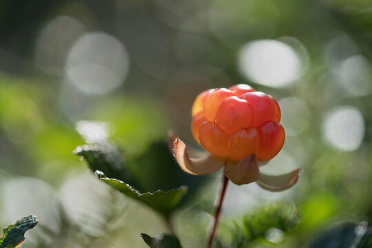 Close-up of cloudberry