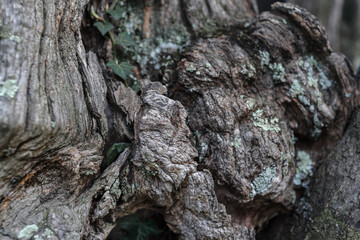 Bark of an old olive tree trunk