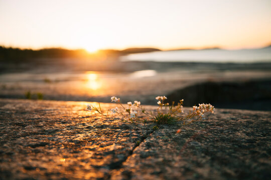 Wildflowers growing from crack in rock