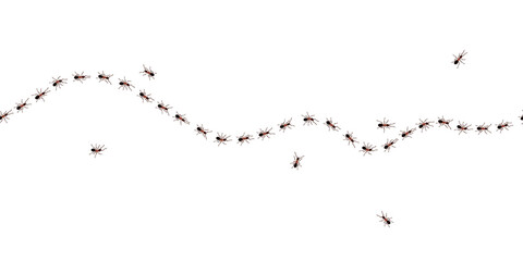 Brown worker ants trail line flat style design vector illustration isolated on white background. Top view of ants bug road trail marching in the line row. Pest control or insect searching concept.