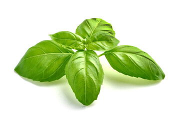 Basil leaves, isolated on white background.