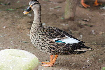 closeup of Indian spot-billed duck in the park