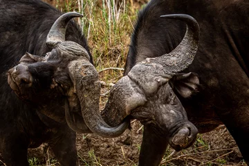 Abwaschbare Fototapete Two African buffalo bulls fighting. © simoneemanphoto