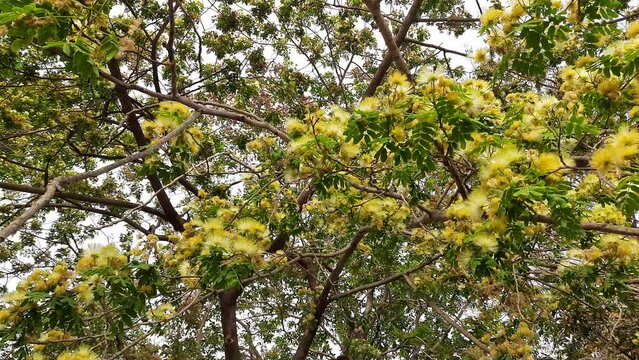 Albizia lebbeck or shirisha tree flowers.
Flowers of Albizia julibrissin close-up. Albizia is a species of tree in the genus Albizia of the Legume family (Fabaceae).