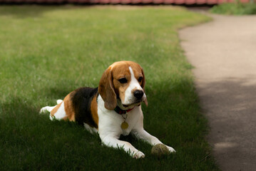 pies na trawniku - obrazy, fototapety, plakaty