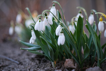 Snowdrops bloom in the garden in spring.