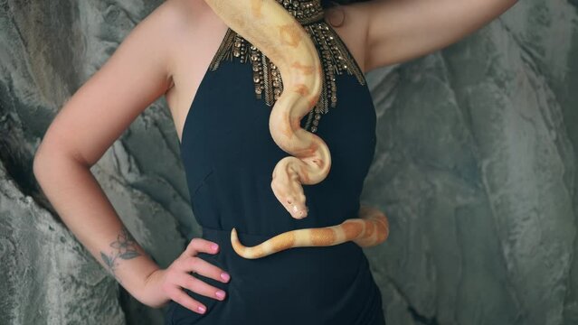Close-up shot portrait of woman's body, sexually posing with huge yellow snake. Albino anaconda boa wraps around neck of attractive adult girl fashion model, studio background. Face cropped slim woman