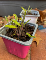 Tomato sprouts ready for transplanting. Seedling with small tomato plants with green primordial leaves and fuzzy purple stems.
